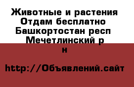 Животные и растения Отдам бесплатно. Башкортостан респ.,Мечетлинский р-н